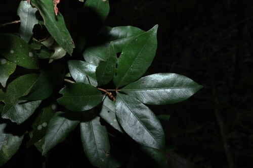 Argyrodendron trifoliolatum, photograph 4