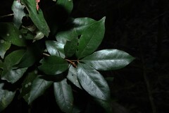 (c) Greg Tasney, some rights reserved (CC BY-SA) Argyrodendron trifoliolatum, photograph (c) Greg Tasney, some rights reserved (CC BY-SA)