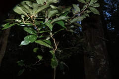 (c) Greg Tasney, some rights reserved (CC BY-SA) Argyrodendron trifoliolatum, photograph (c) Greg Tasney, some rights reserved (CC BY-SA)
