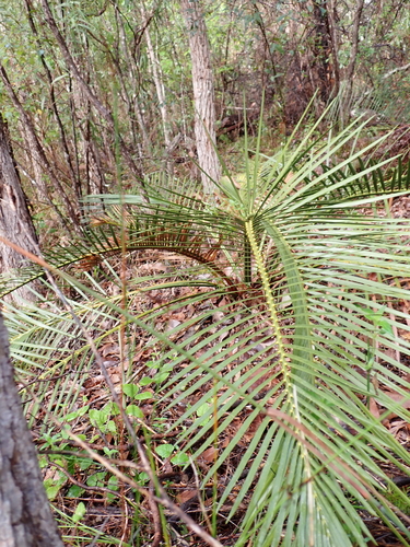 Macrozamia riedlei
