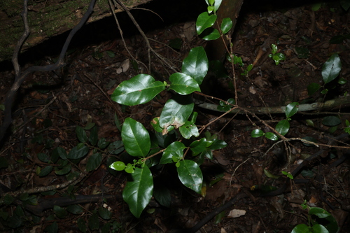 Hodgkinsonia ovatiflora, 2026-07-21