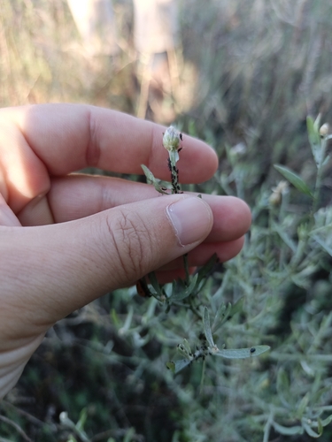 spotted knapweed