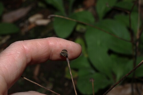 Carpesium cernuum, photograph 3