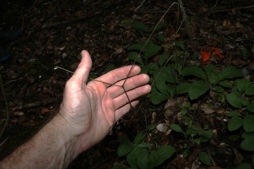 Carpesium cernuum, photograph 4