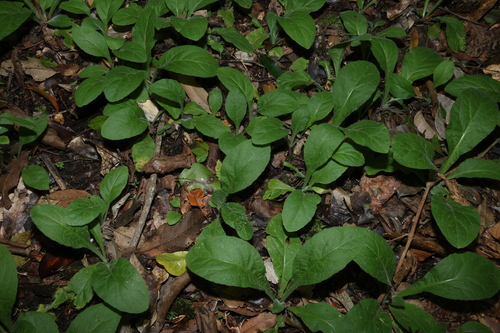 Carpesium cernuum, photograph 2