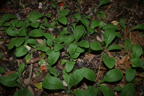 Carpesium cernuum, photograph 5