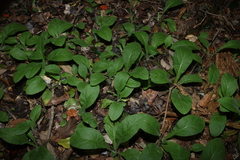 Carpesium cernuum, photograph (c) Greg Tasney, some rights reserved (CC BY-SA)