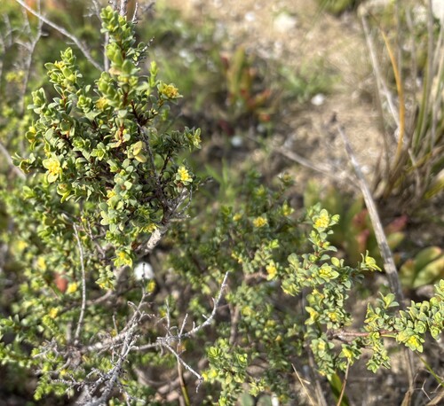 thyme riceflower