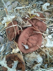 Gyromitra perlata