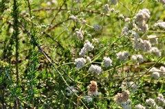 Eriogonum fasciculatum