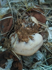 Gyromitra perlata
