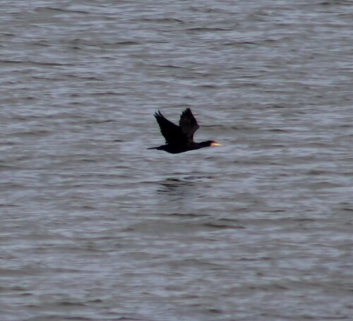 Great Cormorant