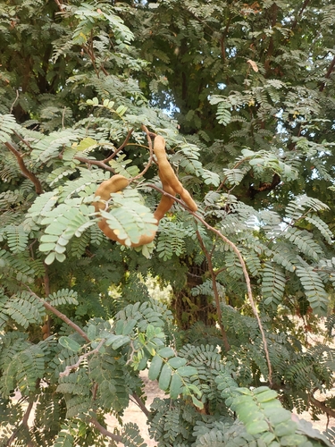 Tamarind