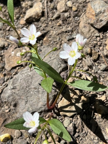 Claytonia caroliniana, 2026-07-19