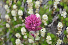 Castilleja parviflora olympica