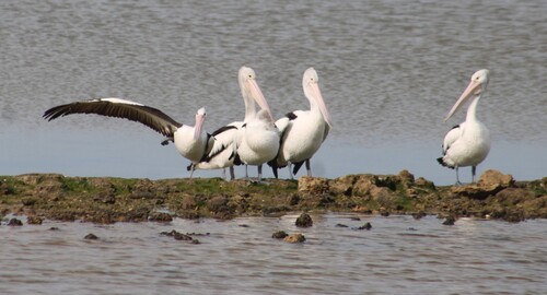 Australian Pelican