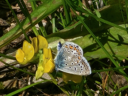 Common Blue