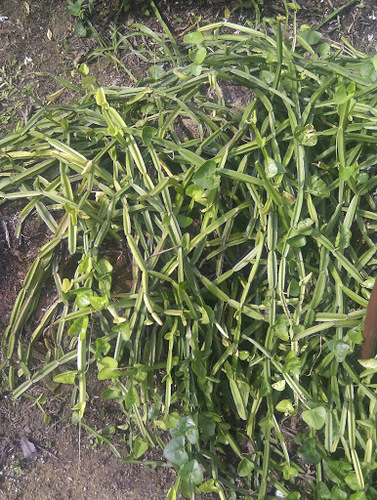 Single-stemmed Wild Grape