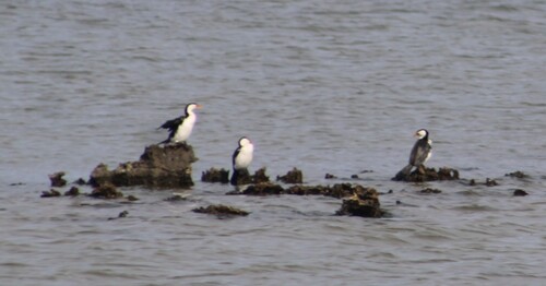 Little Pied Cormorant