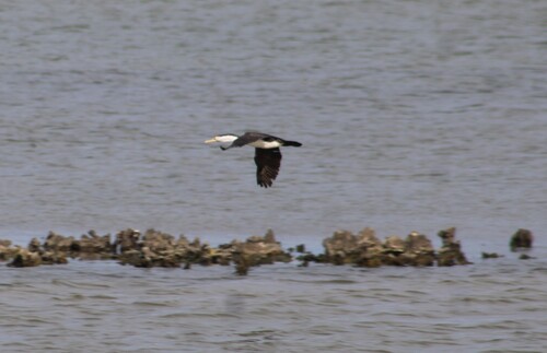 Pied Cormorant