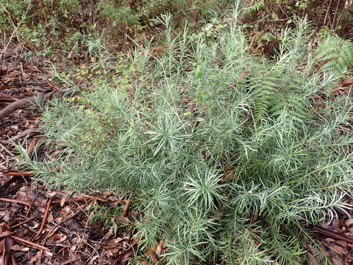 Podocarpus drouynianus, photograph 6