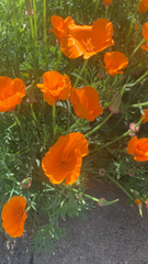 Eschscholzia californica