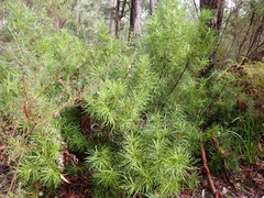 (c) Em Lamond, some rights reserved (CC BY) Podocarpus drouynianus, photograph (c) Em Lamond, some rights reserved (CC BY)