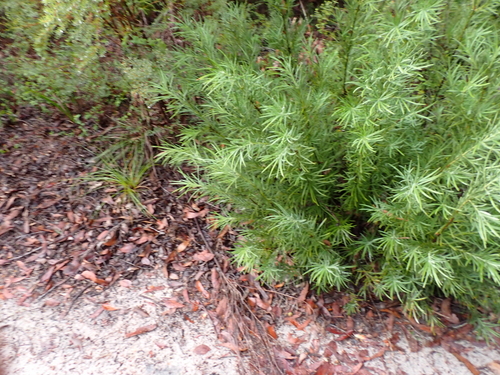 Podocarpus drouynianus, photograph 4