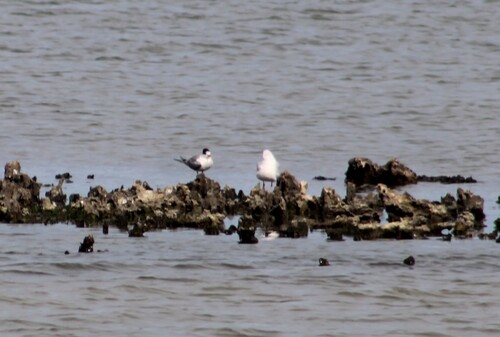 Great Crested Tern