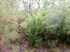 (c) Em Lamond, some rights reserved (CC BY) Podocarpus drouynianus, photograph (c) Em Lamond, some rights reserved (CC BY)