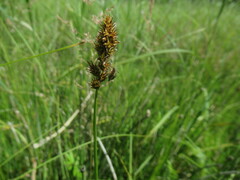 Carex disticha, photograph author not stated, no rights reserved