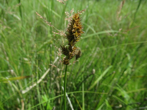 Carex disticha, photograph 4