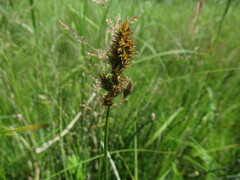 Carex disticha, photograph author not stated, no rights reserved