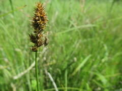 Carex disticha, photograph author not stated, no rights reserved