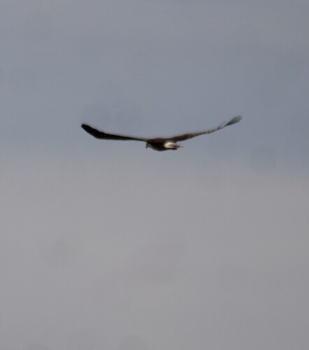 Swamp Harrier
