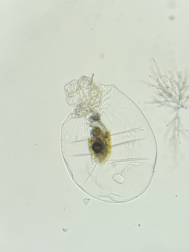 Asplanchna