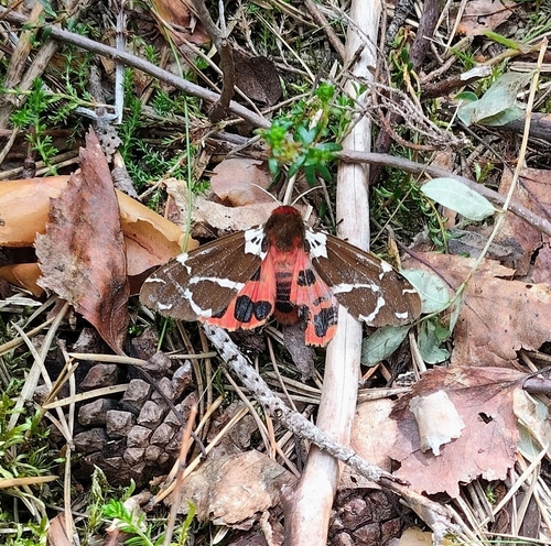 Garden Tiger