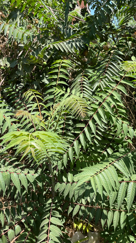 tree-of-heaven