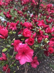 Rhododendron simsii