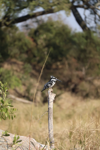 iNaturalist: (c) tylas_terrain, some rights reserved (CC BY-NC) iNaturalist image