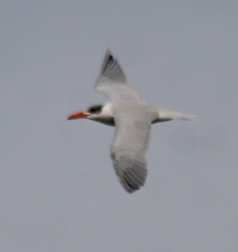 Caspian Tern