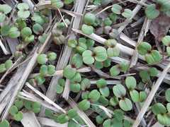 Impatiens glandulifera