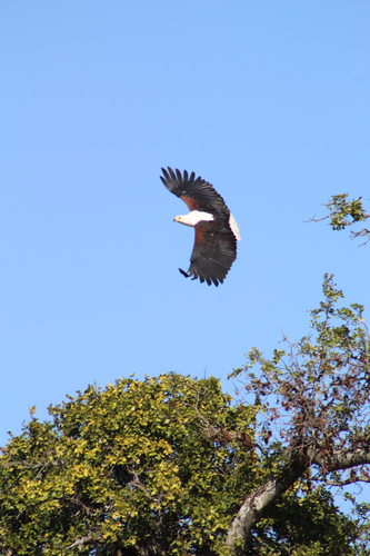iNaturalist image