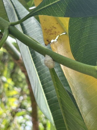 Partula radiolata observed 2026-07-14