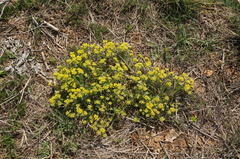 Odontarrhena tortuosa