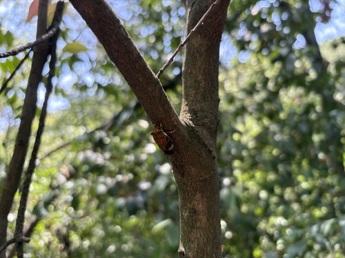 Abroma bengalense