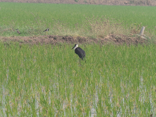 iNaturalist: (c) Dharmendra Padhiyar, some rights reserved (CC BY-NC), uploaded by Dharmendra Padhiyar iNaturalist image