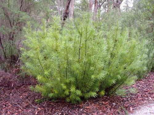 Podocarpus drouynianus, photograph 2