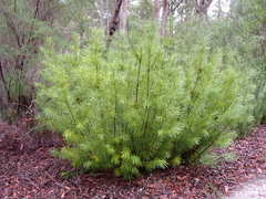 (c) Em Lamond, some rights reserved (CC BY) Podocarpus drouynianus, photograph (c) Em Lamond, some rights reserved (CC BY)