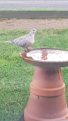 Streptopelia decaocto